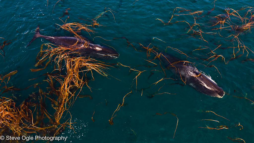 Bowhead whales