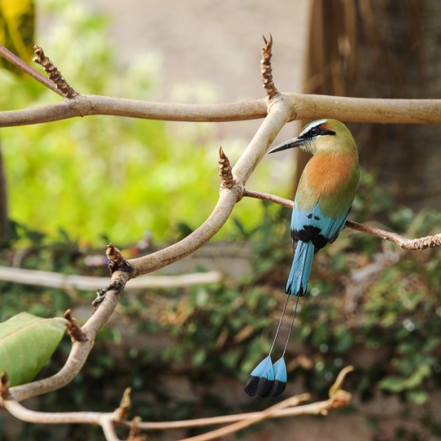 Turquoise-browed Motmot