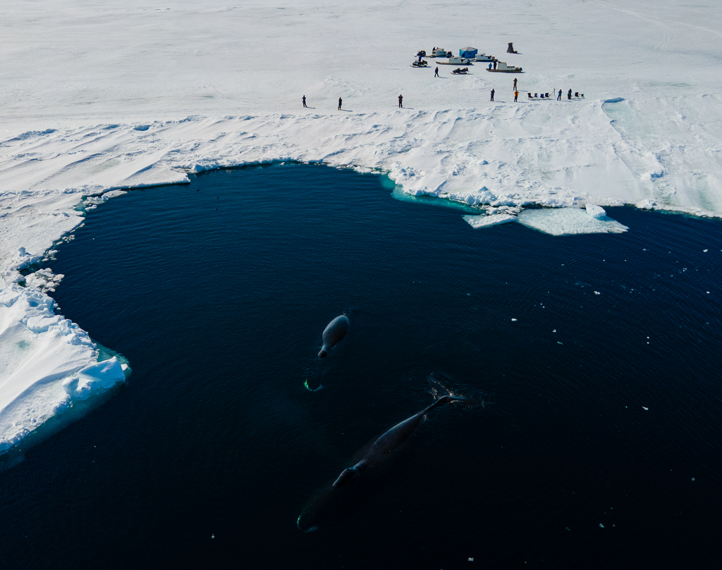 At floe edge with bowhead whales