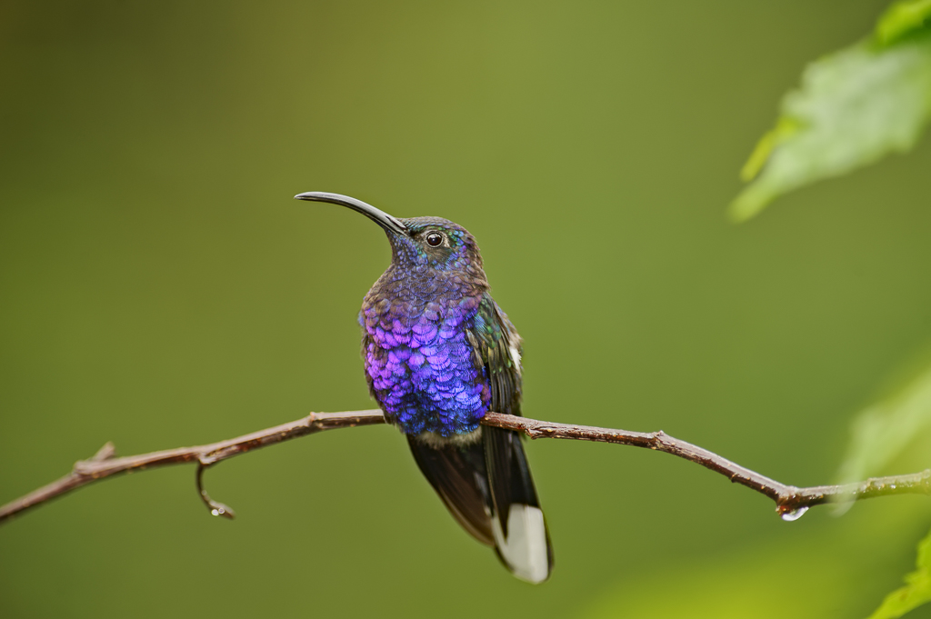 Violet Sabrewing