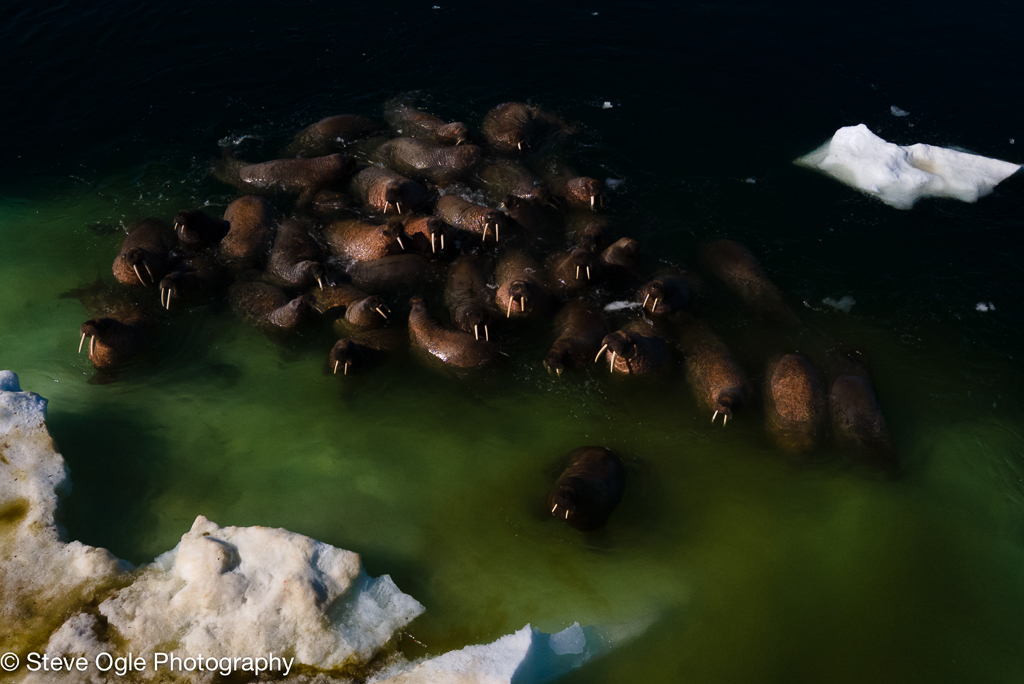Large group of walrus, taken from drone