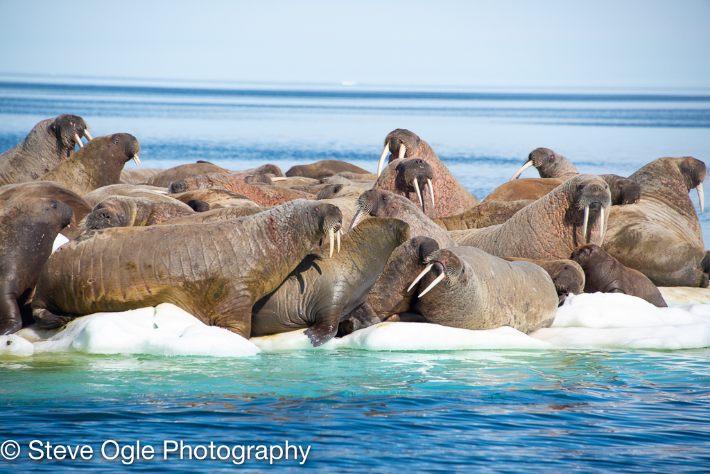 walrus on ice
