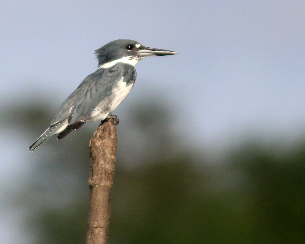 Belted Kingfisher