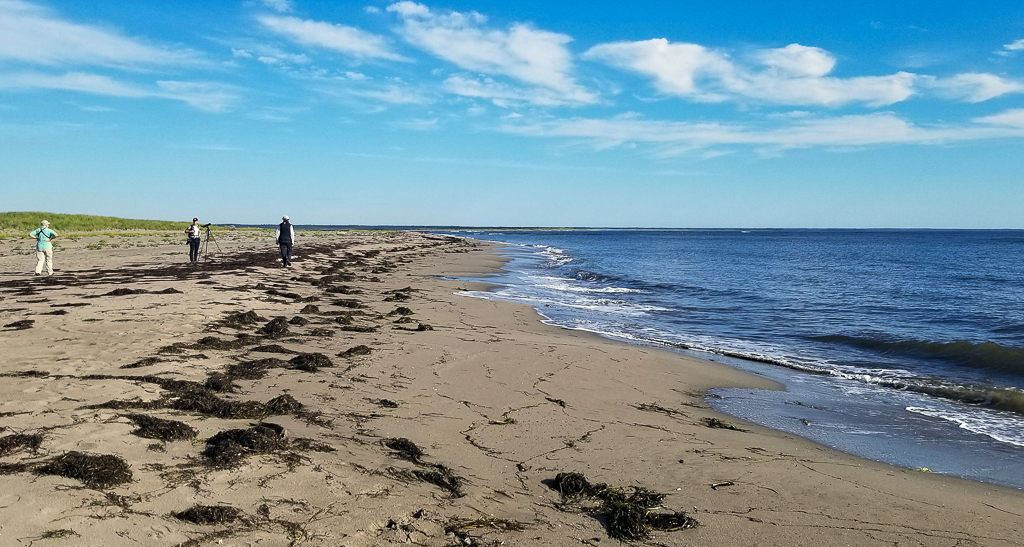 Birding Kelly's Beach