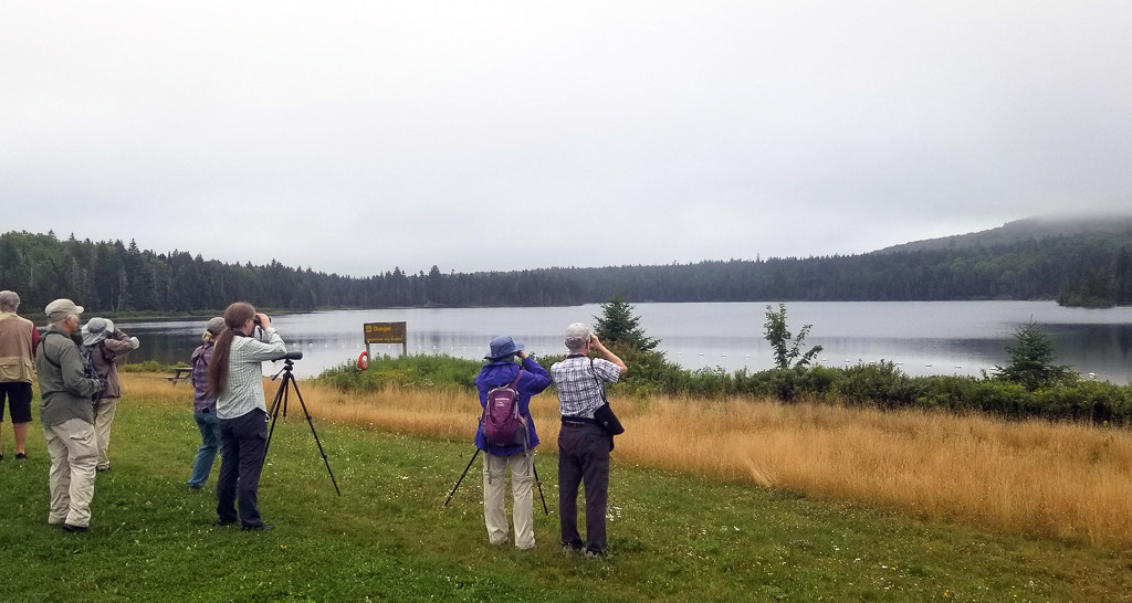 Birding Wolf Lake, New Brunswick