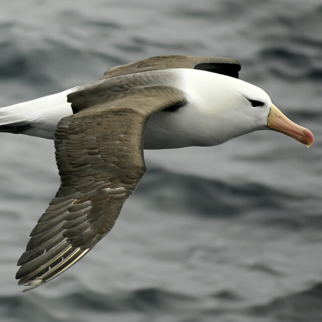 Black-browed albatross