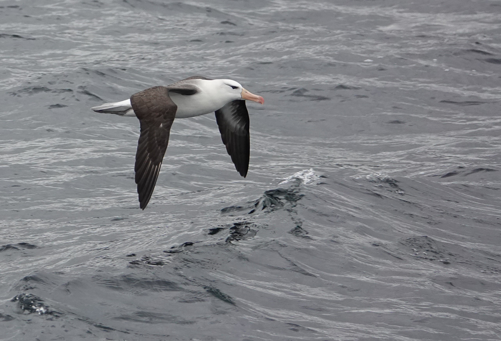 Black-browed Albatross