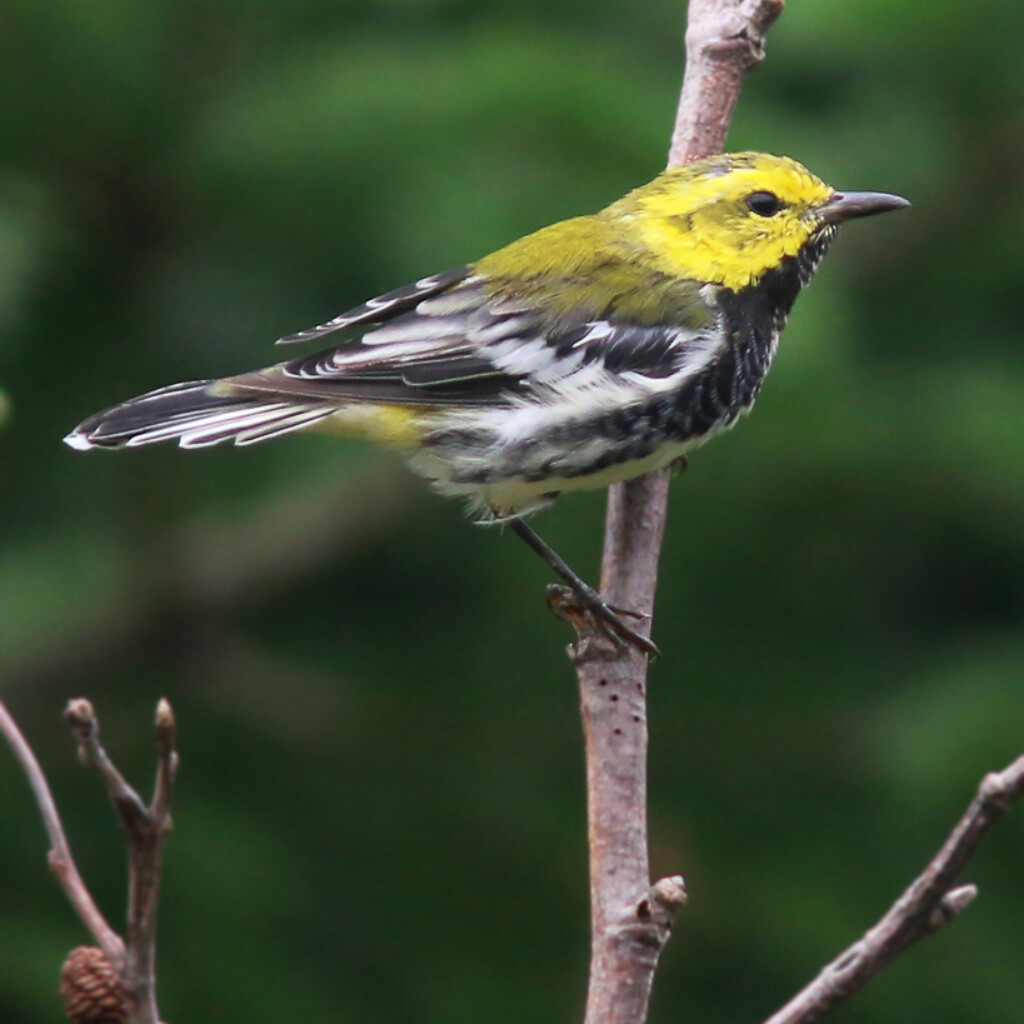 Black-throated Green Warbler