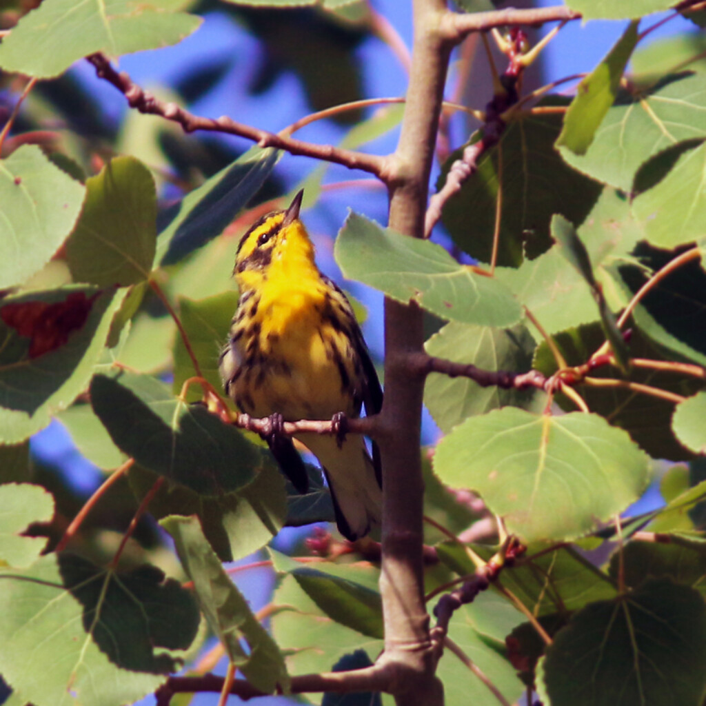 Blackburnian Warbler