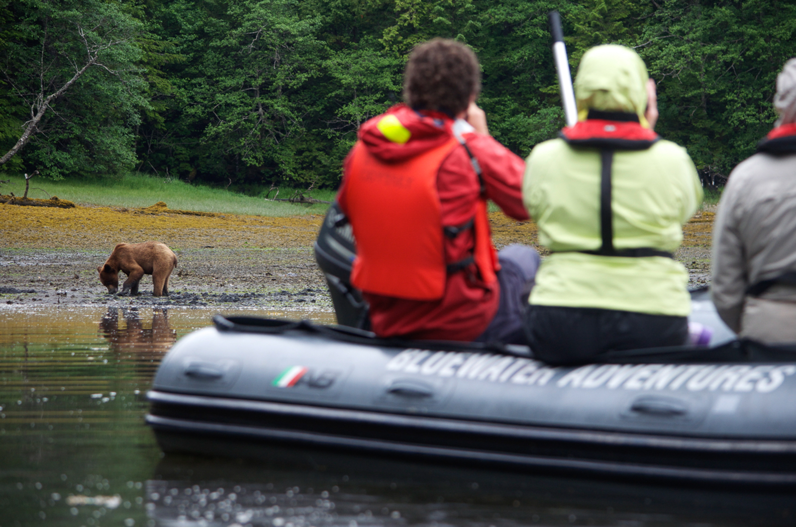 Grizzly bear viewing from zodiac