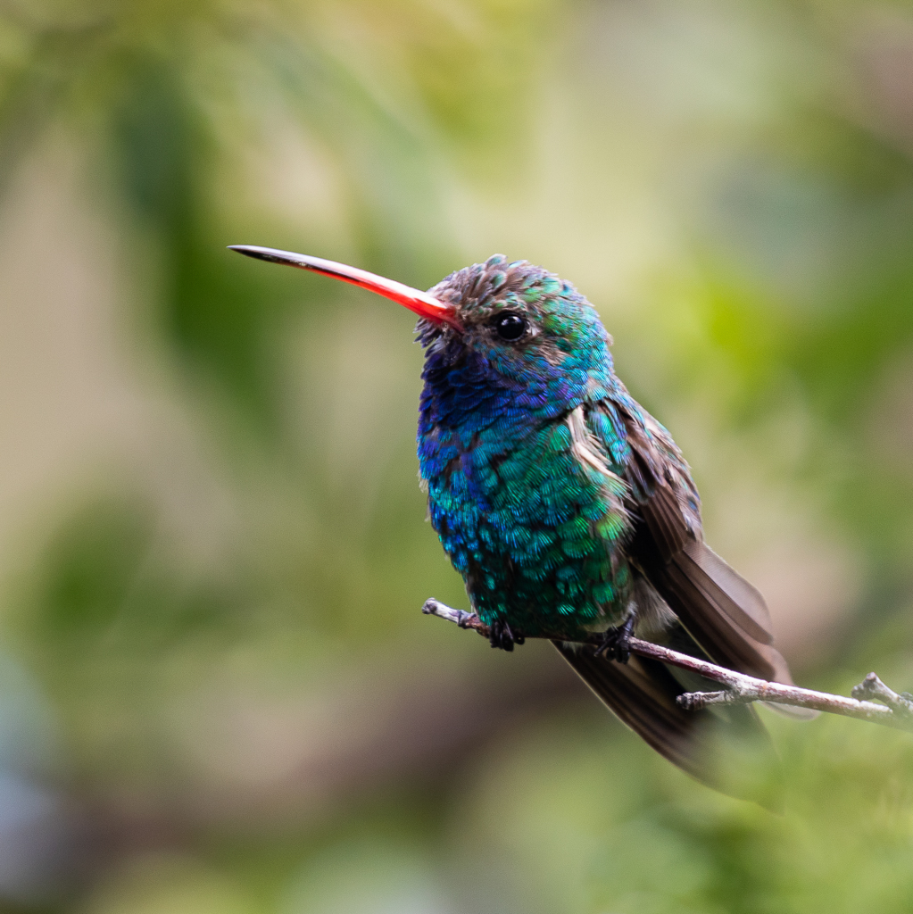 Broad-billed Hummingbird