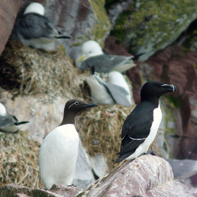 Common Murre and Razorbill on ledge