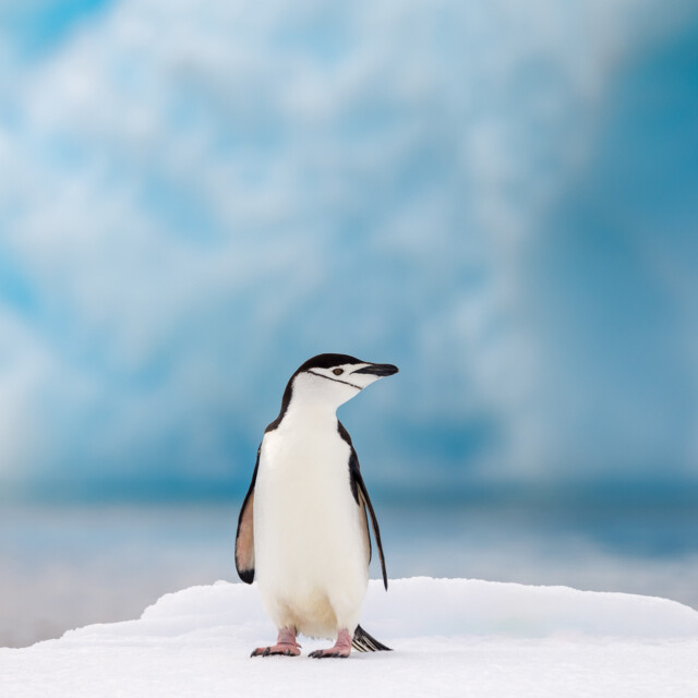 Chinstrap penguins breed mainly on the Antarctic Peninsula and on islands in the South Atlantic Ocean.