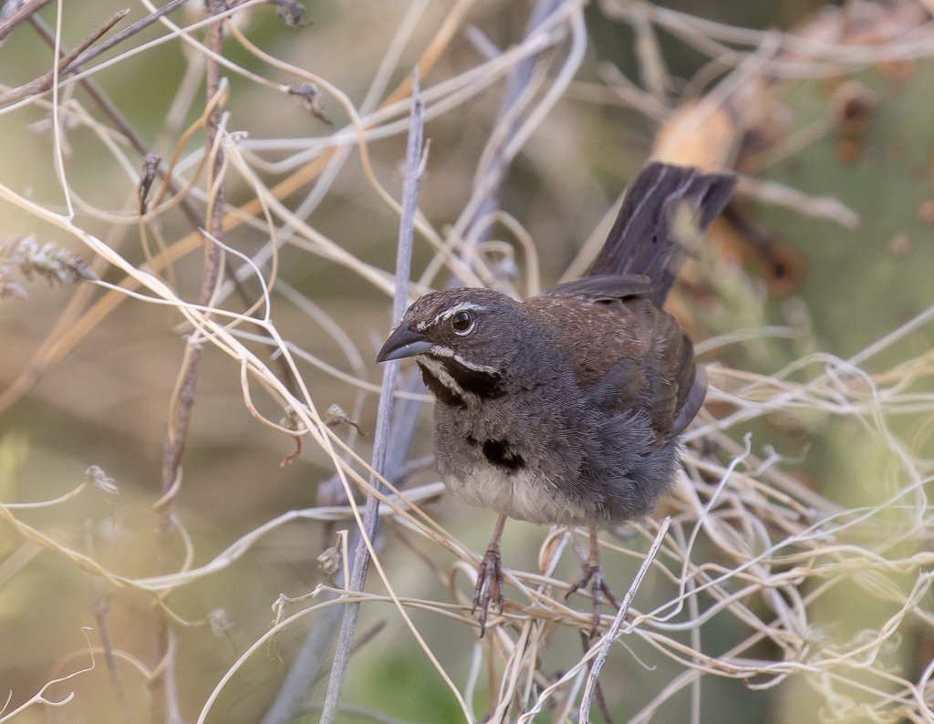 Five-striped Sparrow
