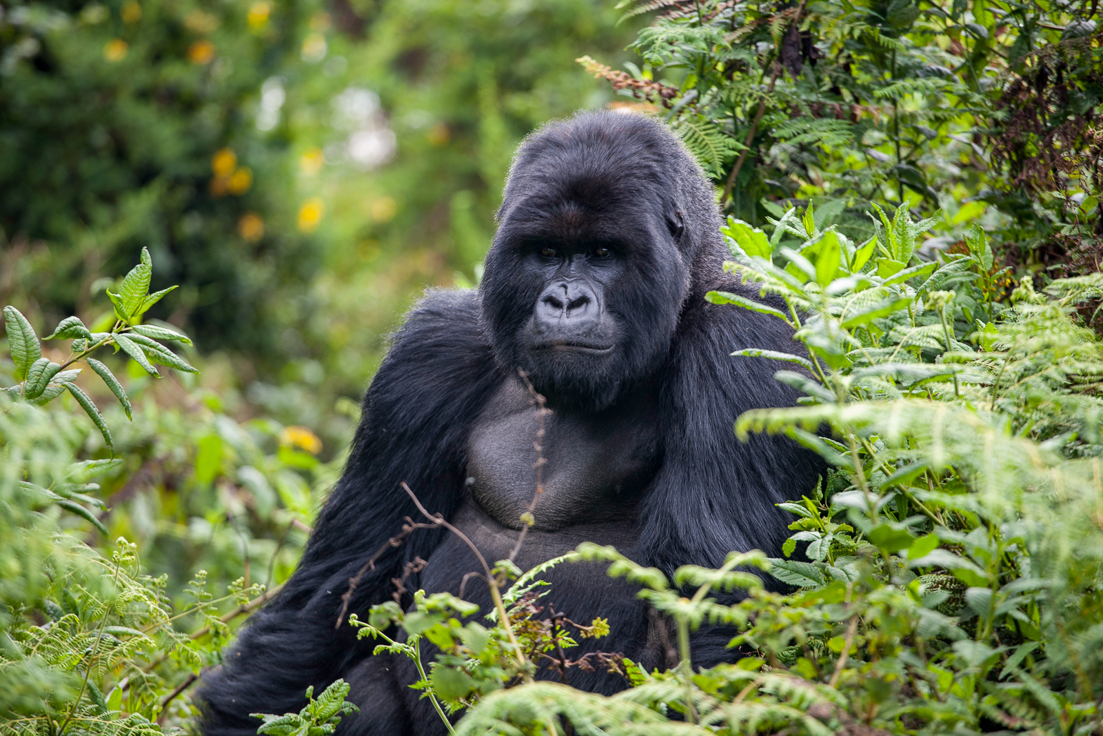 Gorilla in Volcanoes National Park sitting