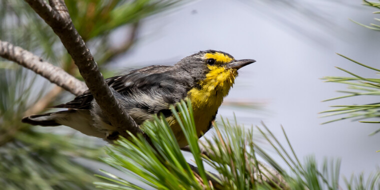 Southeast Arizona: Summer Monsoons Birding Tour Trip Report (Jul 24 - Aug 3, 2022)
