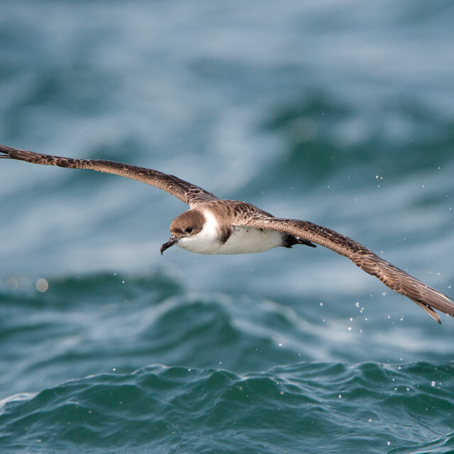 Great Shearwater in flight