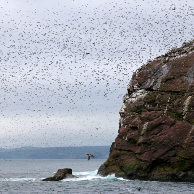 Green Island, Newfoundland