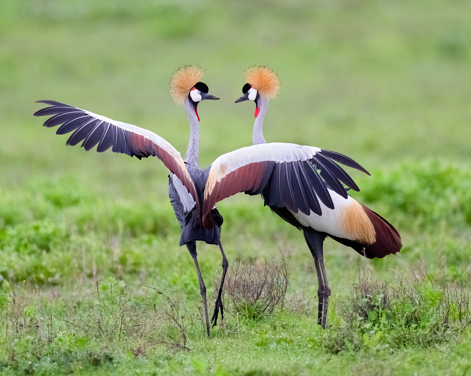 Grey-crowned crane (Balearica regulorum) courtship display. Ndutu region of Ngorongoro Conservation Area, Tanzania, Africa
