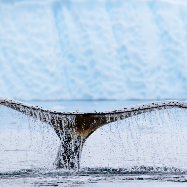 Humpback whale (Megaptera novaeangliae) fluke near a glacier in Paradise Harbor, Antarctic Peninsula