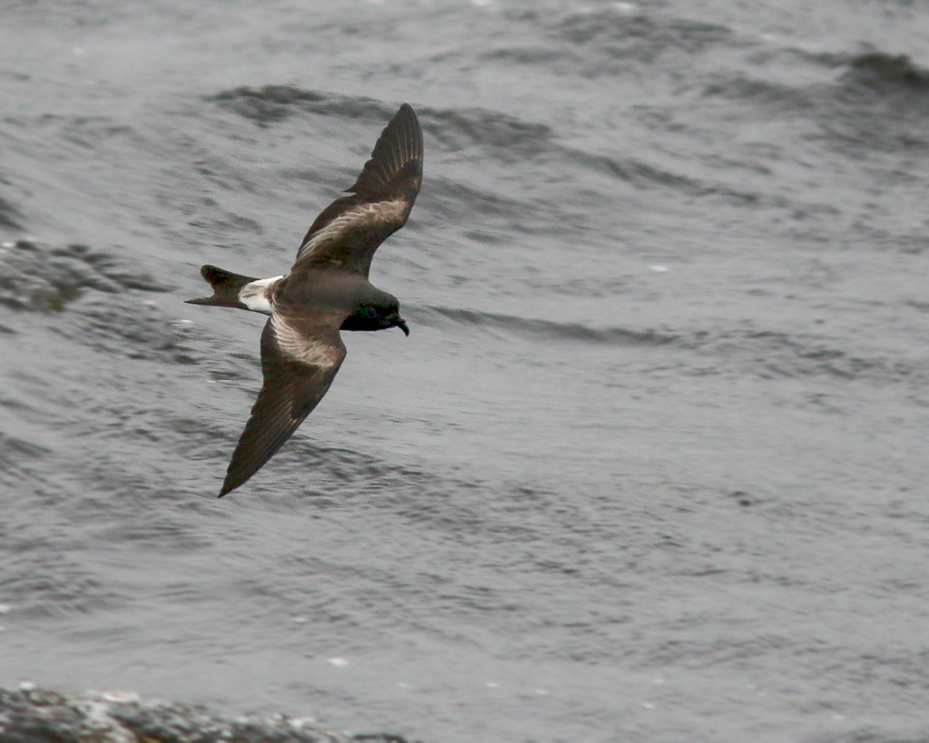 Leach's Storm Petrel