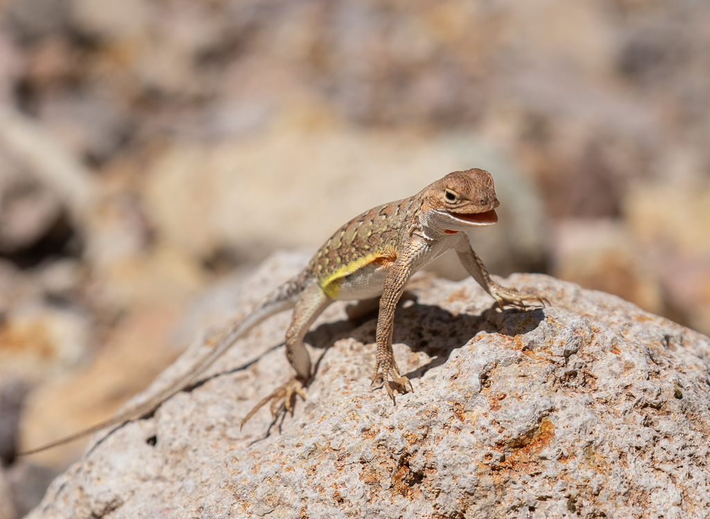 Lizard in Arizona