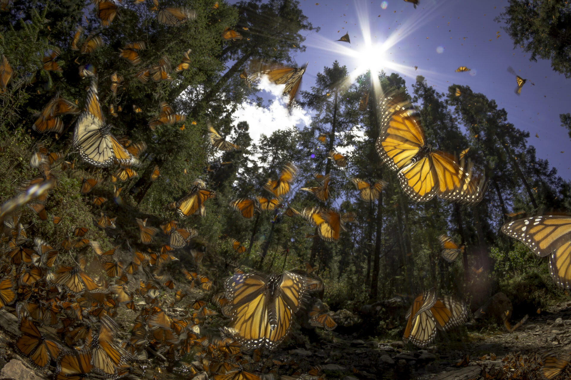 Monarch butterflies 