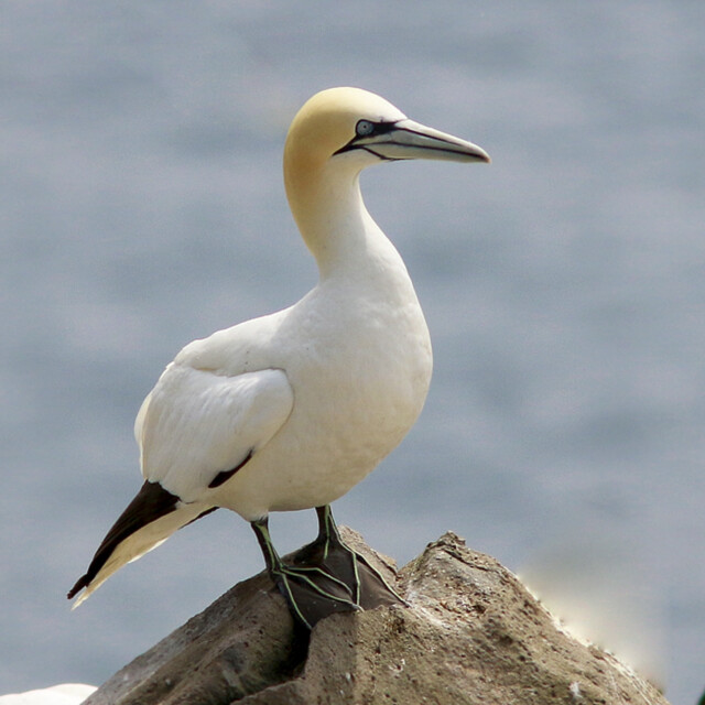 Northern Gannet