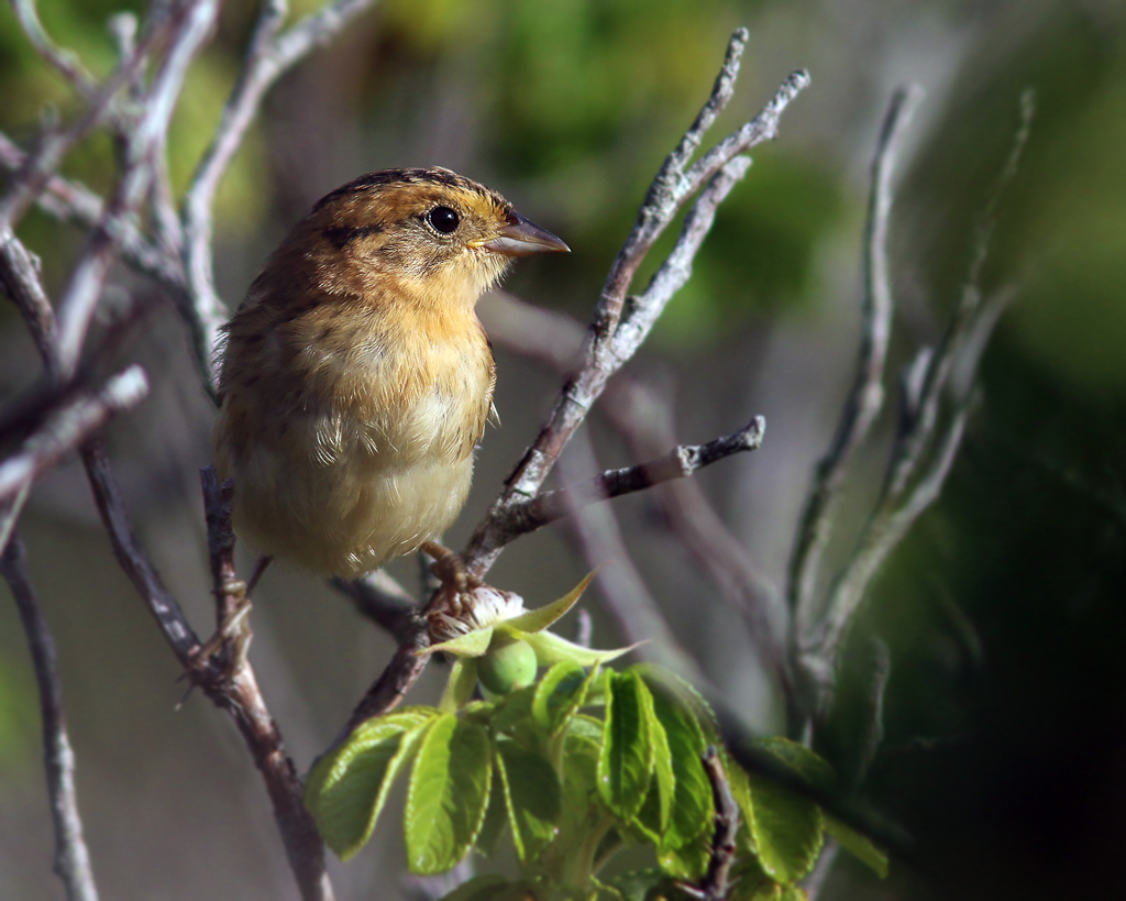Nelson's Sparrow