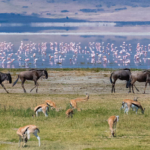 Explore Eagle-Eye Tours for Africa