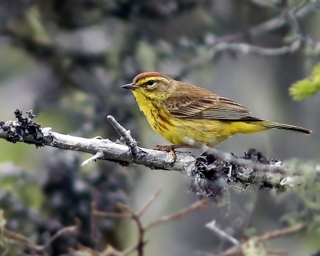Palm Warbler