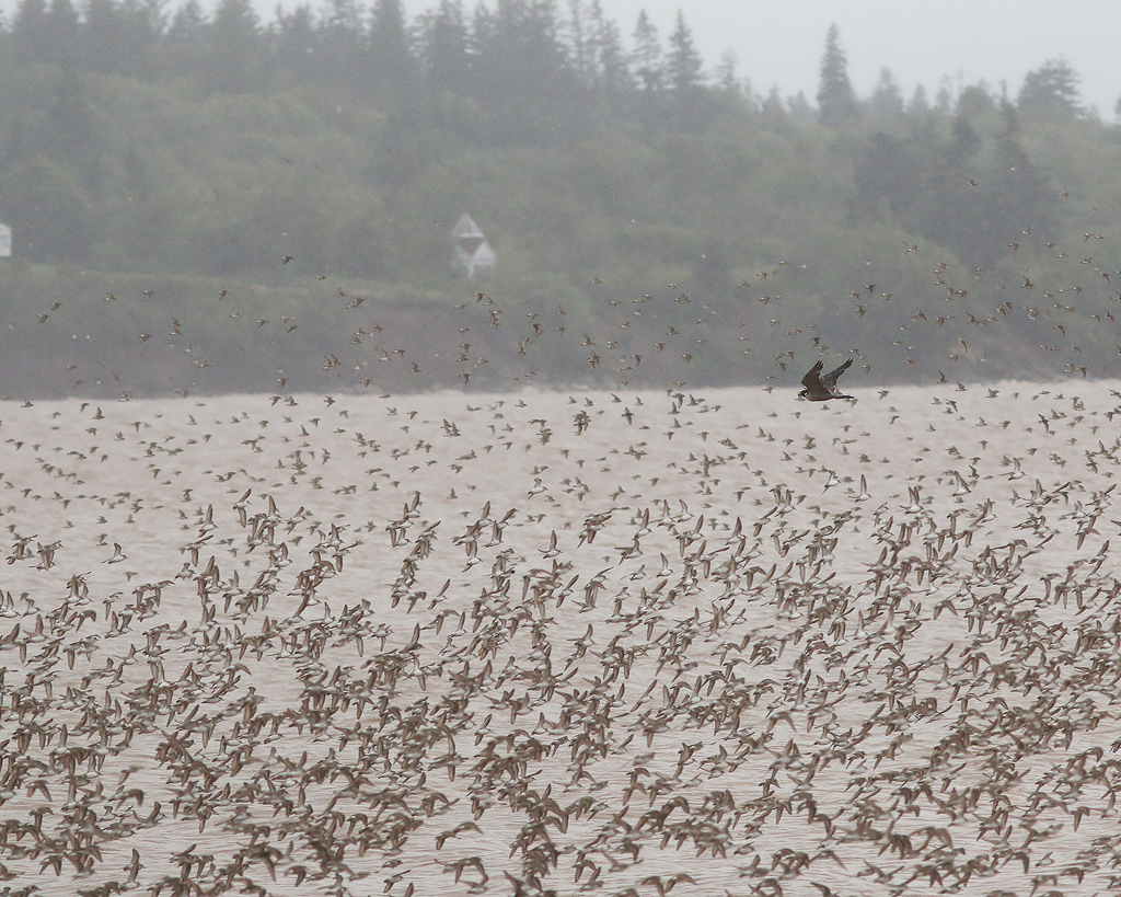 Peregrine Falcon chasing Semipalmated Sandpipers