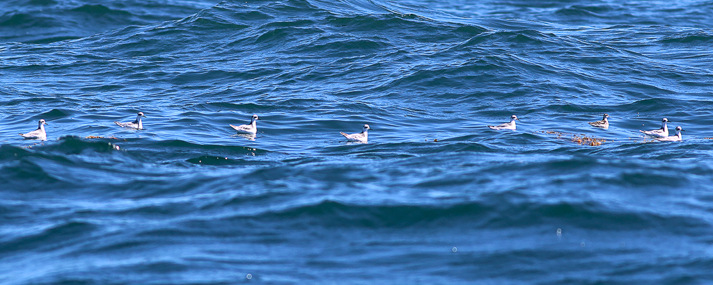 Phalaropes