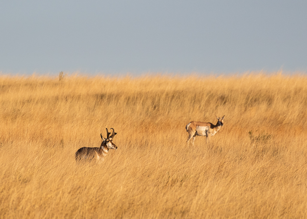 Pronghorns in Arizona