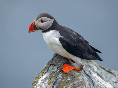 Newfoundland Birding with Canadian Geographic