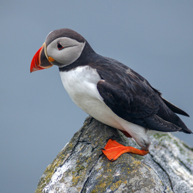 Atlantic Puffin on rock