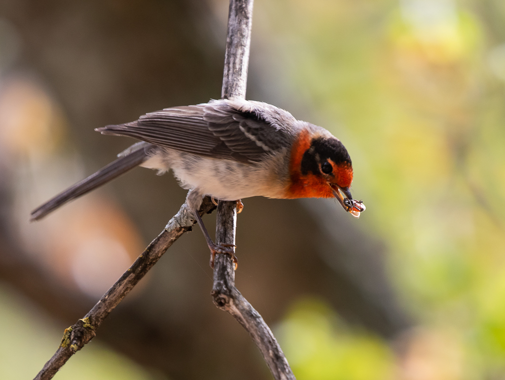Red-faced Warbler in Arizona