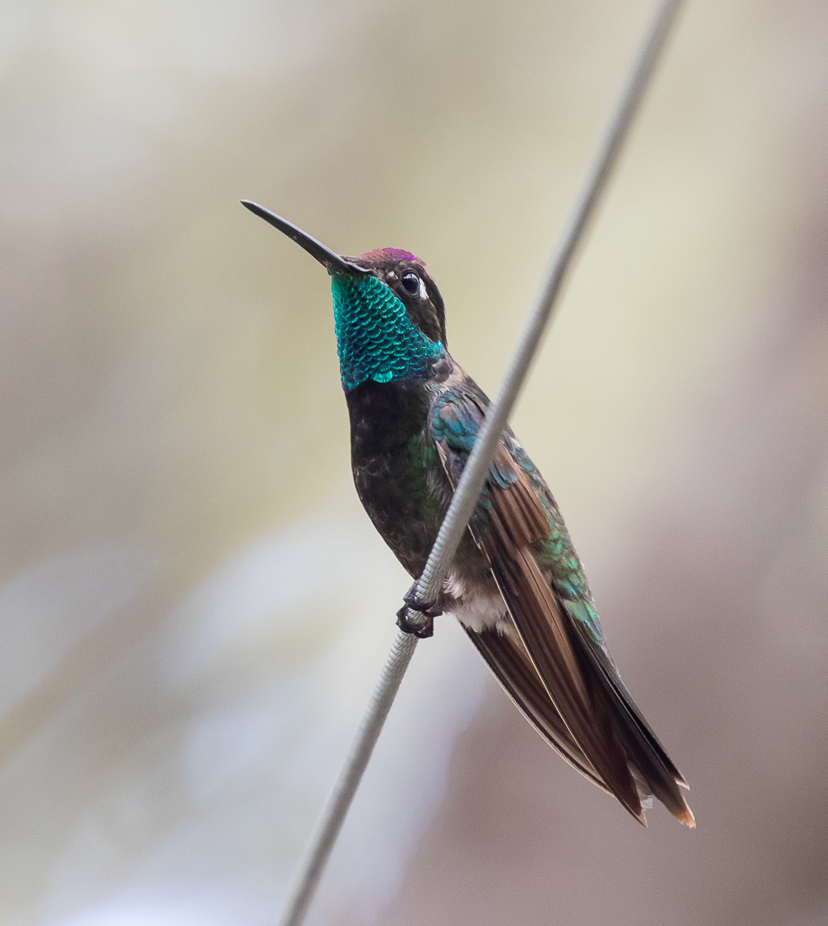 Rivoli's Hummingbird