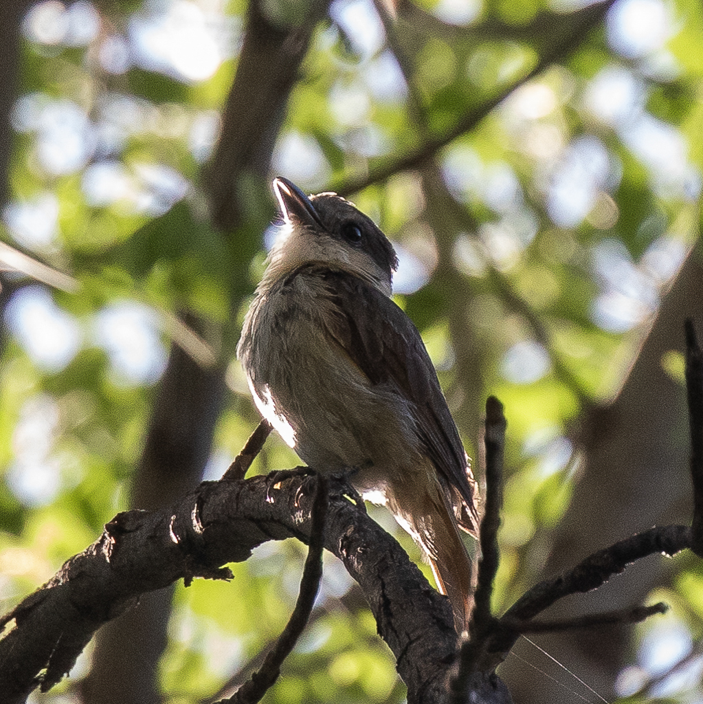 Rose-throated Becard