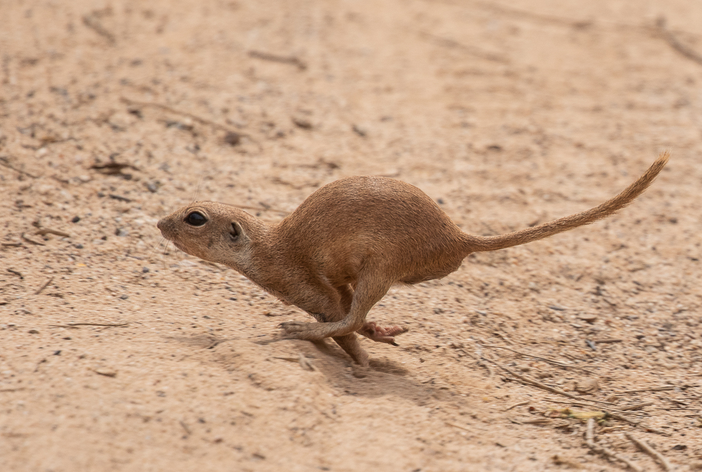 Round-tailed Ground Squirrel