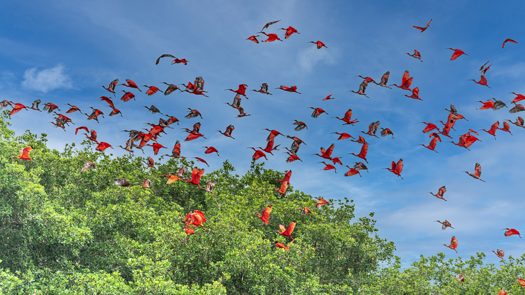 Scarlet Ibis in flight, Trinidad