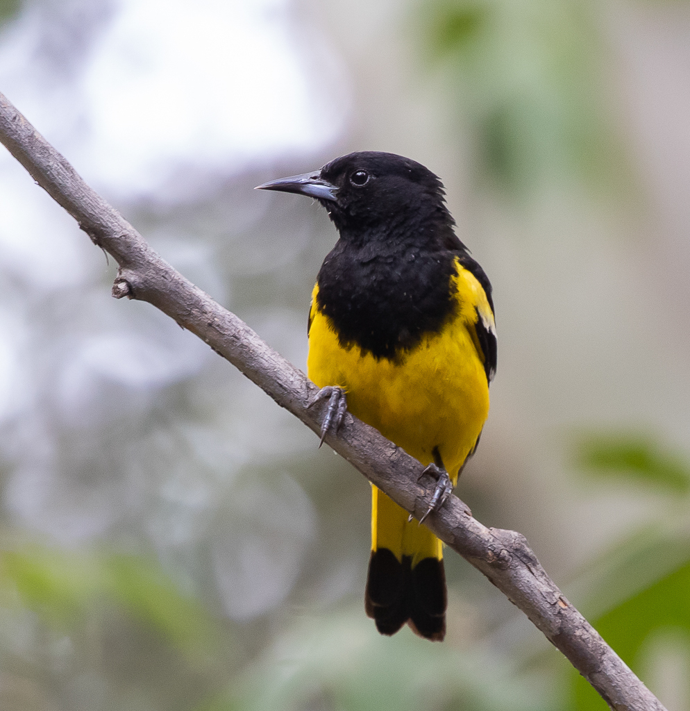 Scott's Oriole