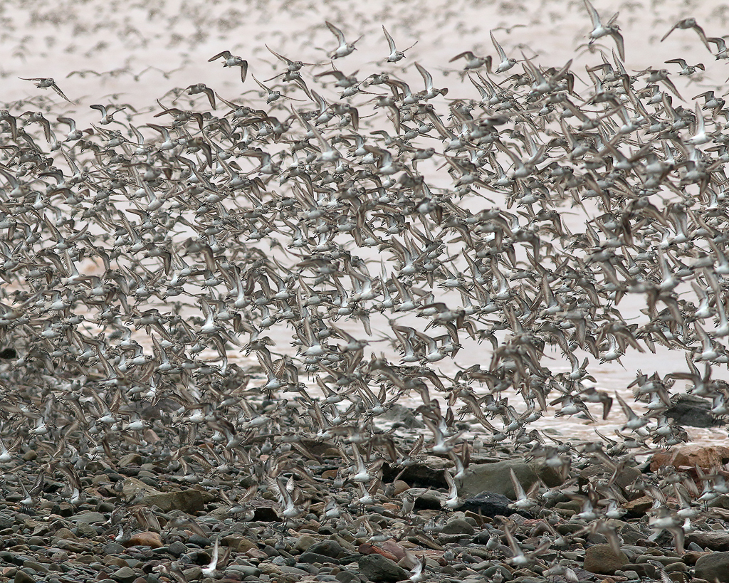 Semipalmated Sandpipers launching