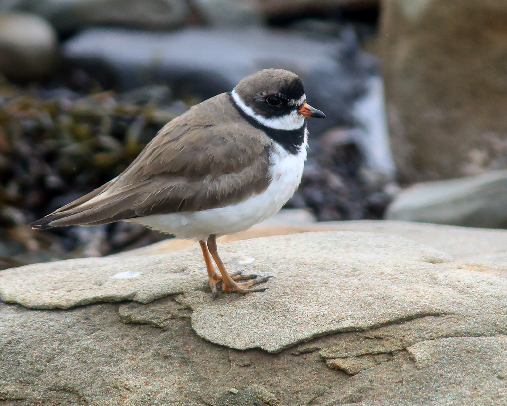 Semipalmated Plover