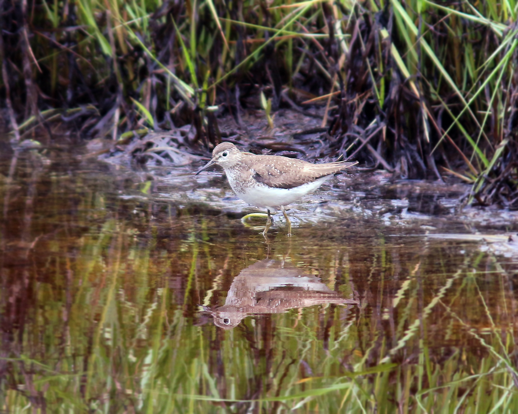 Solitary Sandpiper