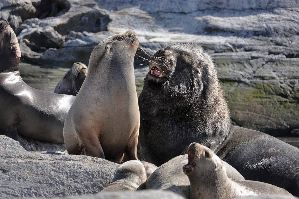 Southern Sea Lions