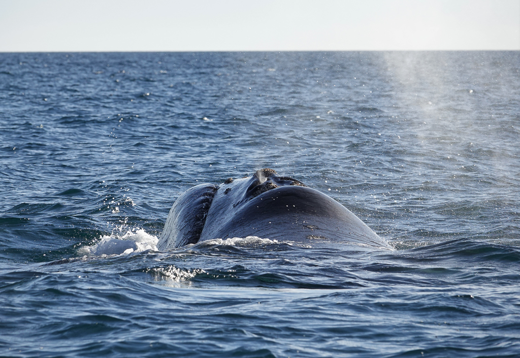 Southern Right Whale