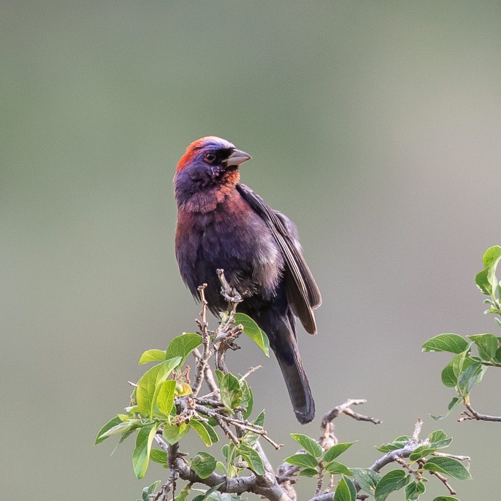 Varied Bunting
