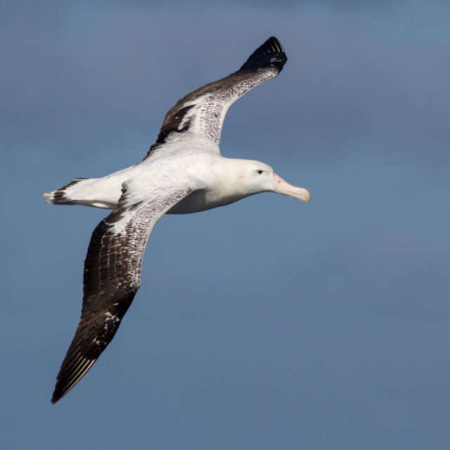Wandering Albatross