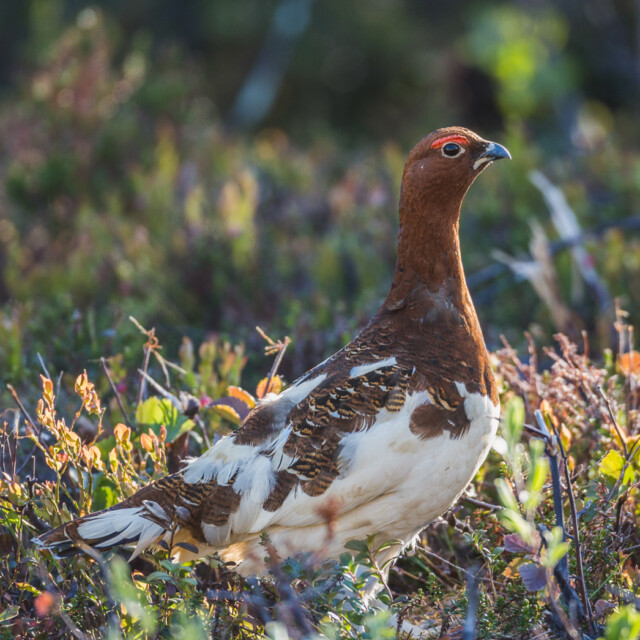 Willow ptarmigan